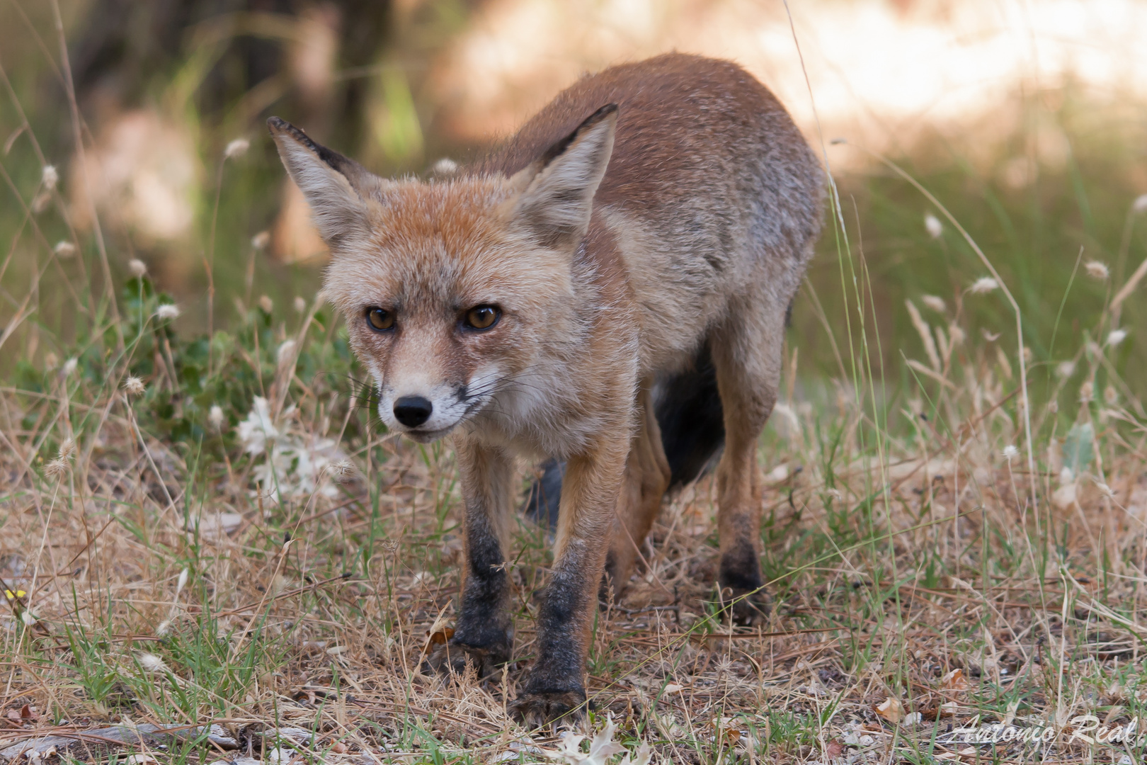 Resultado de imagen para animal zorro comun