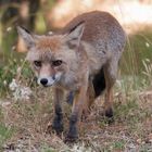 Zorro común o Zorro Rojo de Cazorla. (Vulpes Vulpes)