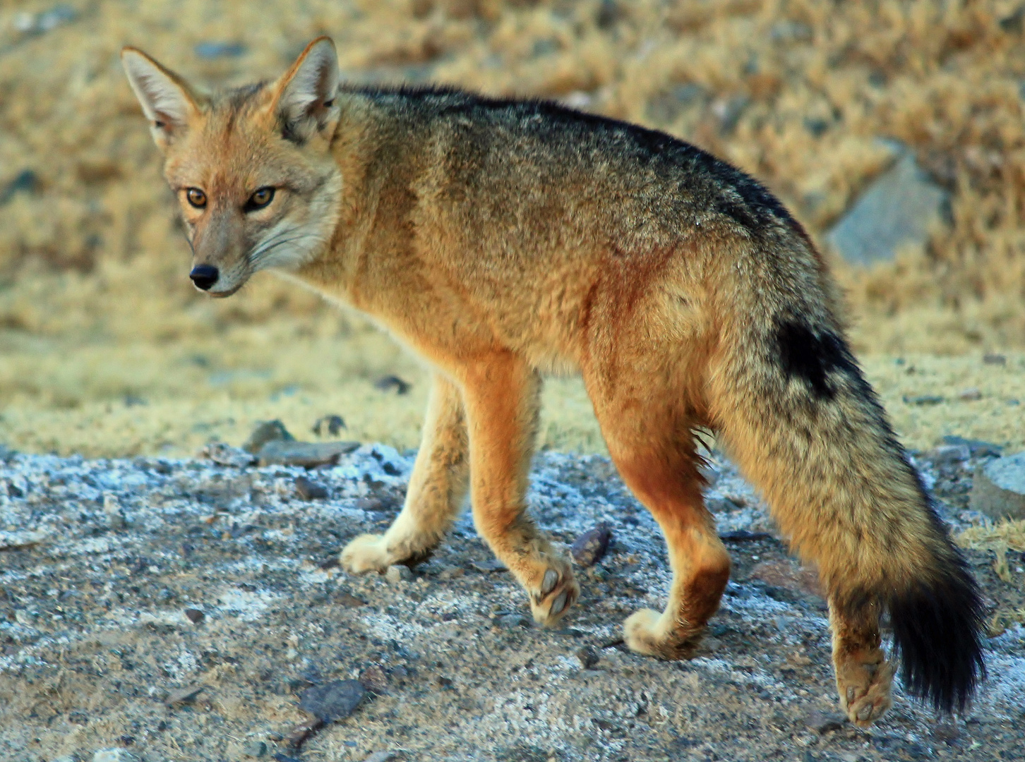 Zorro culpeo Foto & Bild | tiere, wildlife, säugetiere Bilder auf ...