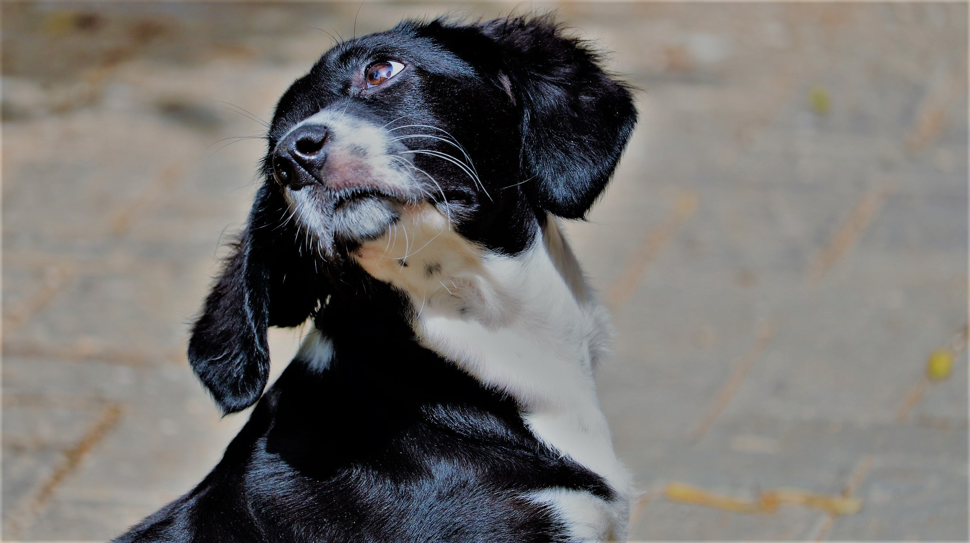 Zorro ...,das Findelkind aus den Slums