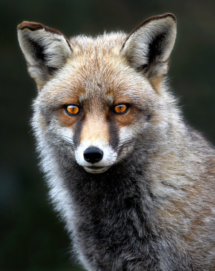 Zorro Europeo (Vulpes Vulpes)