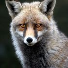 Zorro Europeo (Vulpes Vulpes)