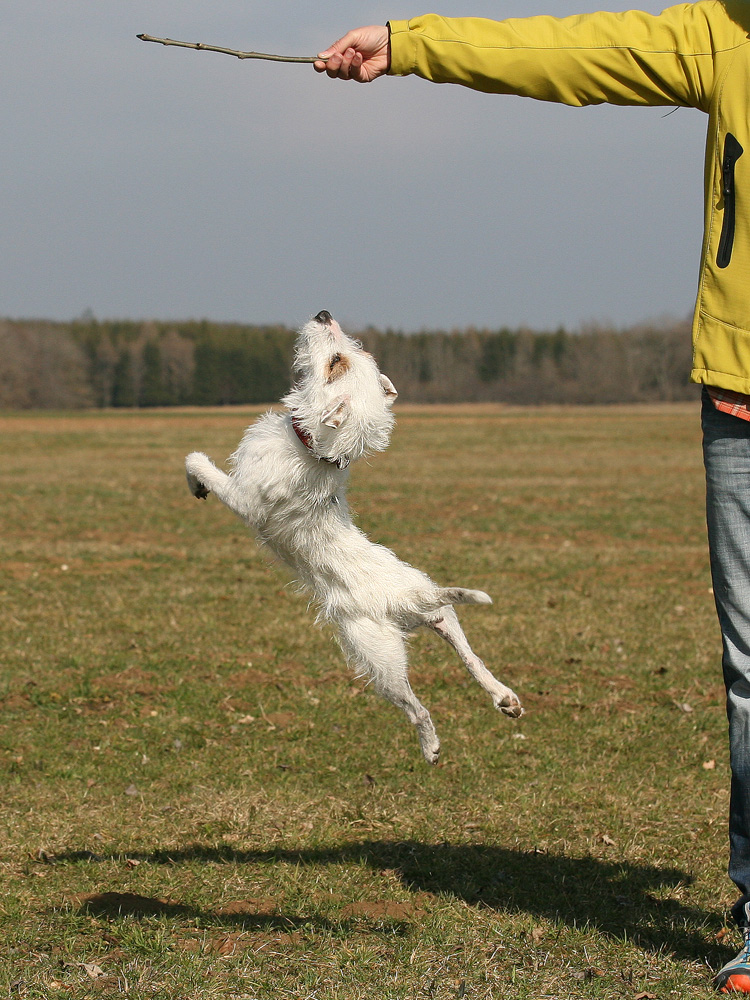 Zorro hebt ab!