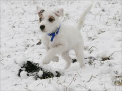 ZORRO im Schnee!