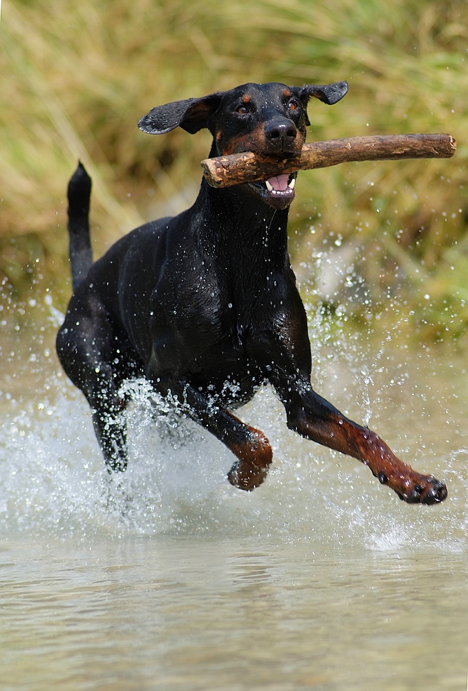 Zorro in seinem Element