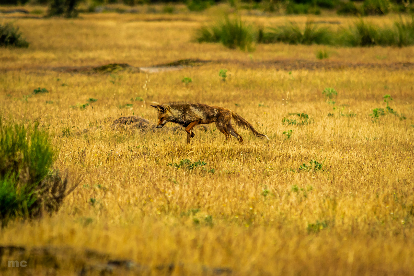 Zorro (Vulpes vulpes) 2