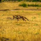 Zorro (Vulpes vulpes) 2