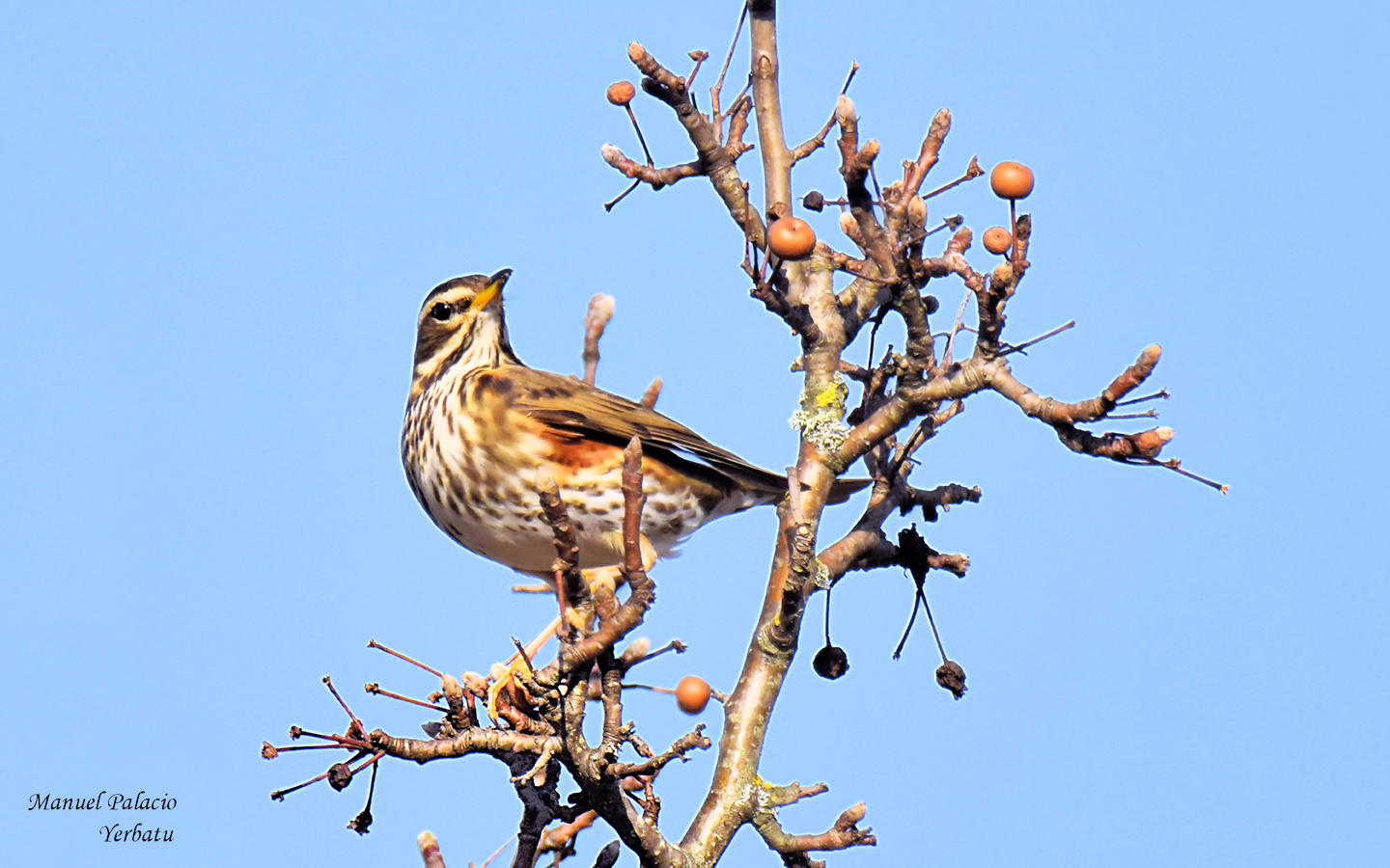 Zorzal alirrojo - Turdus iliacus