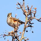 Zorzal alirrojo - Turdus iliacus