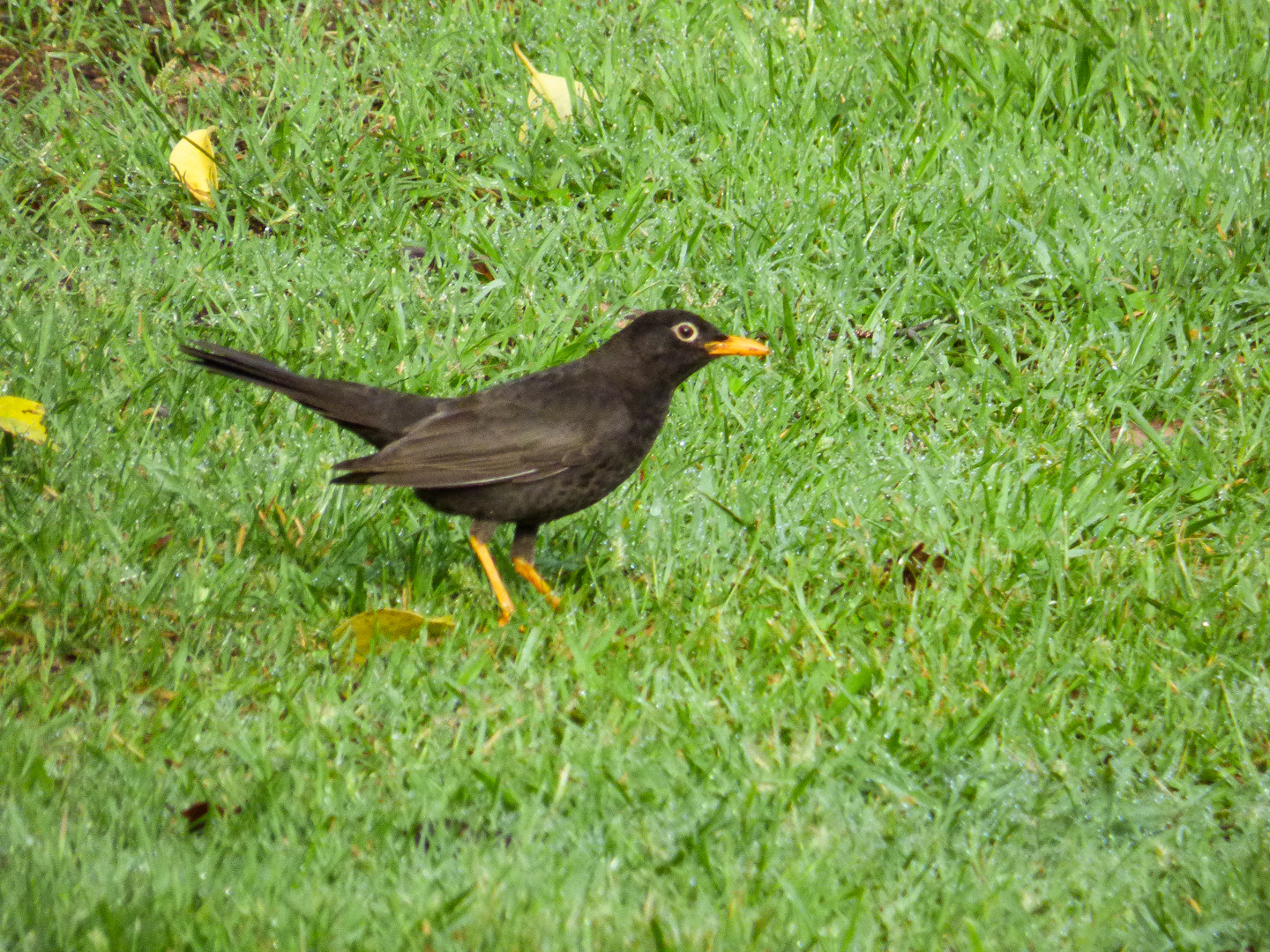 Zorzal Chiguanco (Turdus chiguanco)