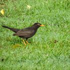 Zorzal Chiguanco (Turdus chiguanco)