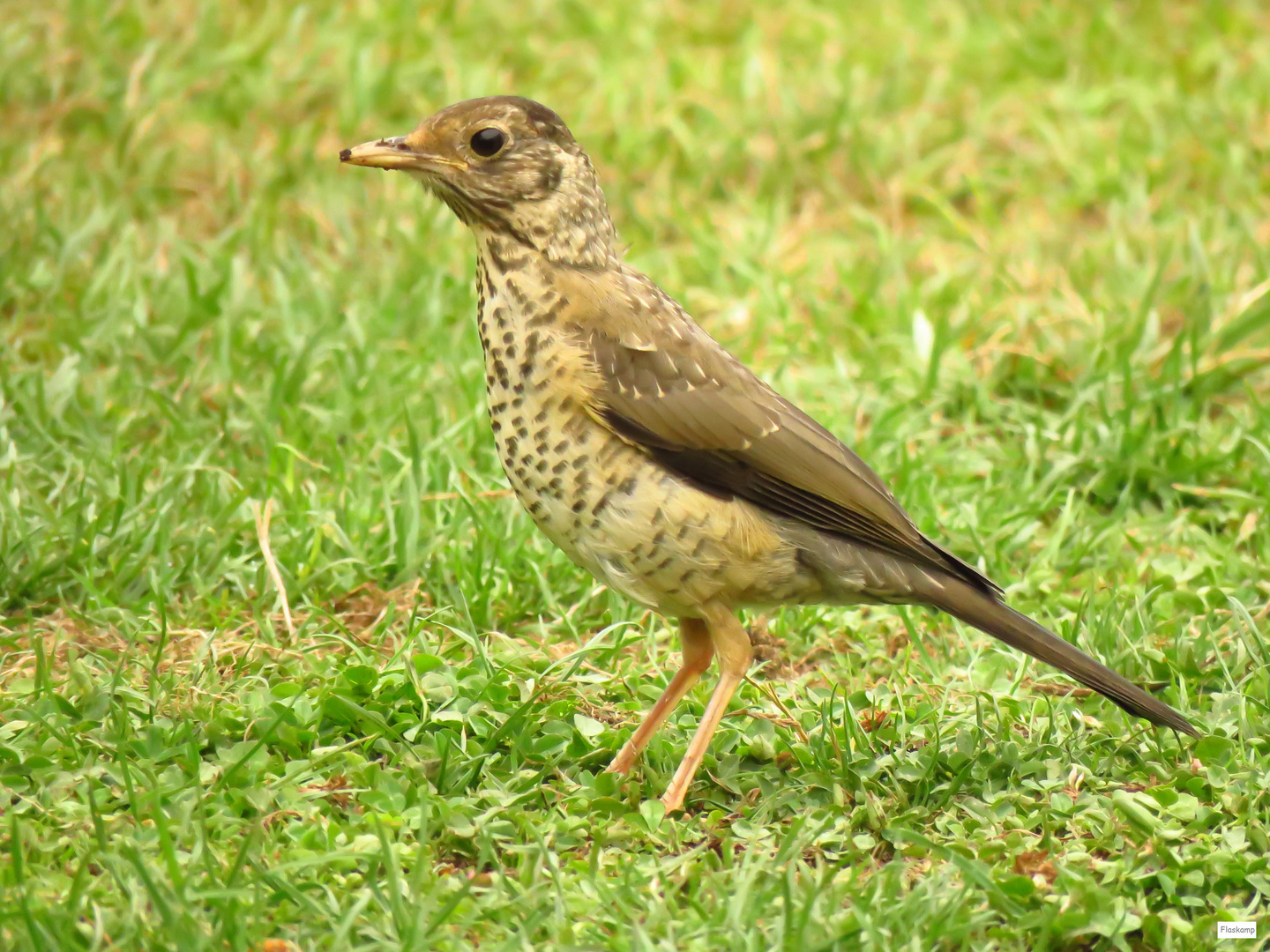 Zorzal, Jungvogel ....