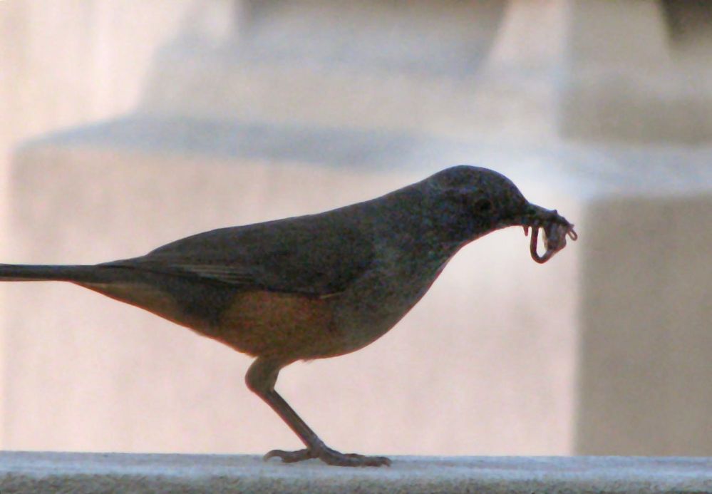 Zorzal Trae comida para los pichones - Thrush Bring food for pigeons