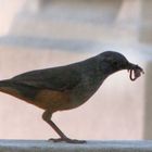 Zorzal Trae comida para los pichones - Thrush Bring food for pigeons