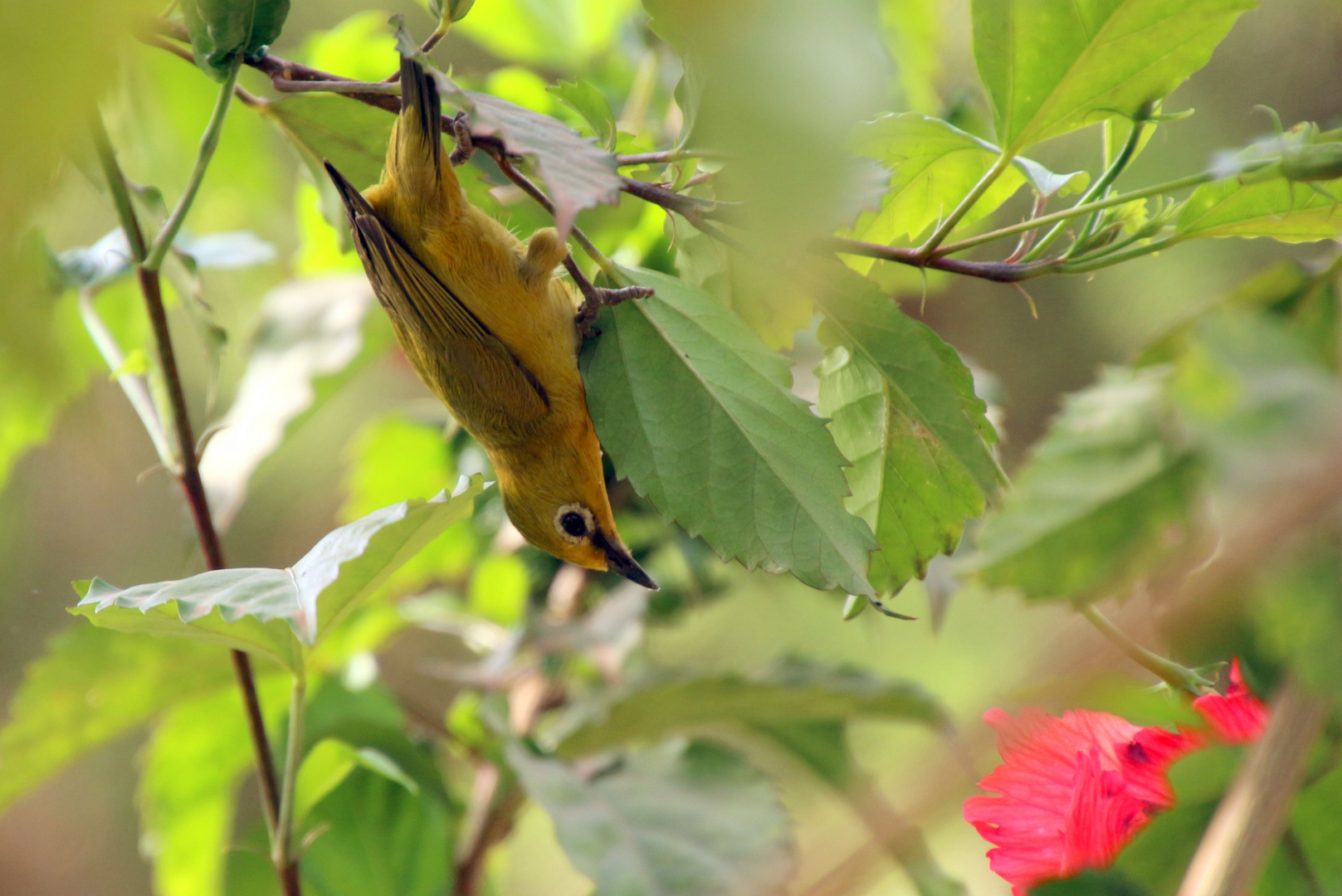 Zosterope Jaune