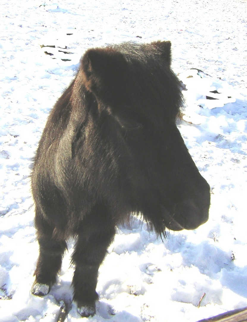 Zottel im Schnee