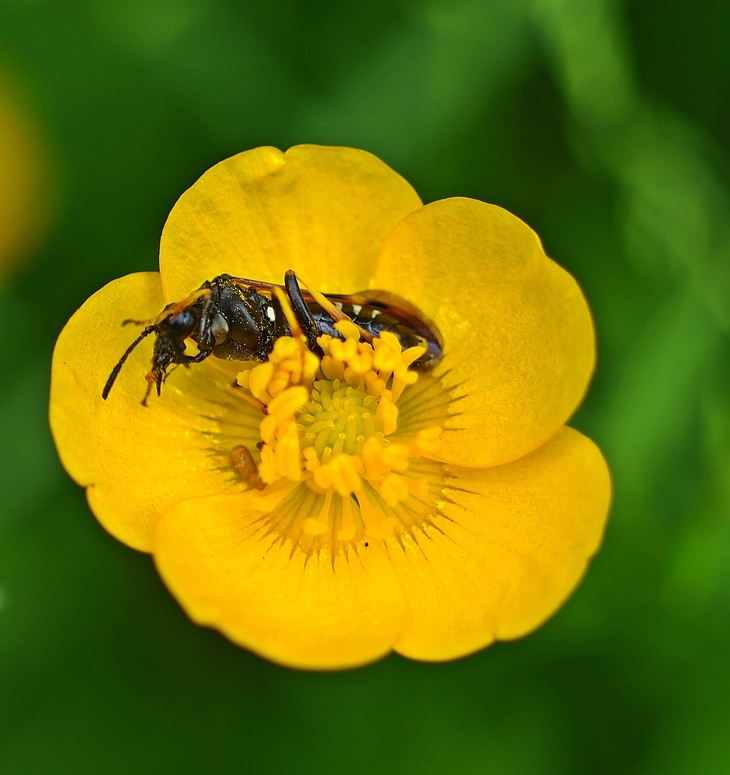 Zottelbiene auf Butterbett