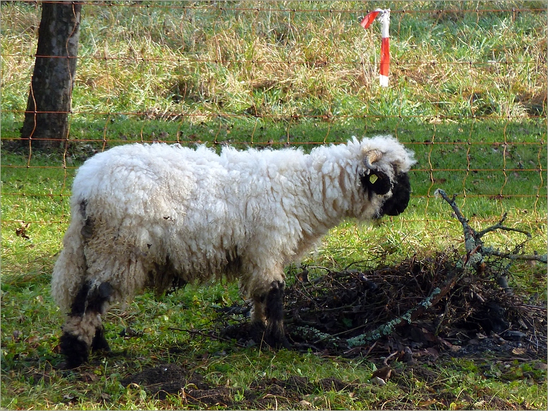 Zottelbock