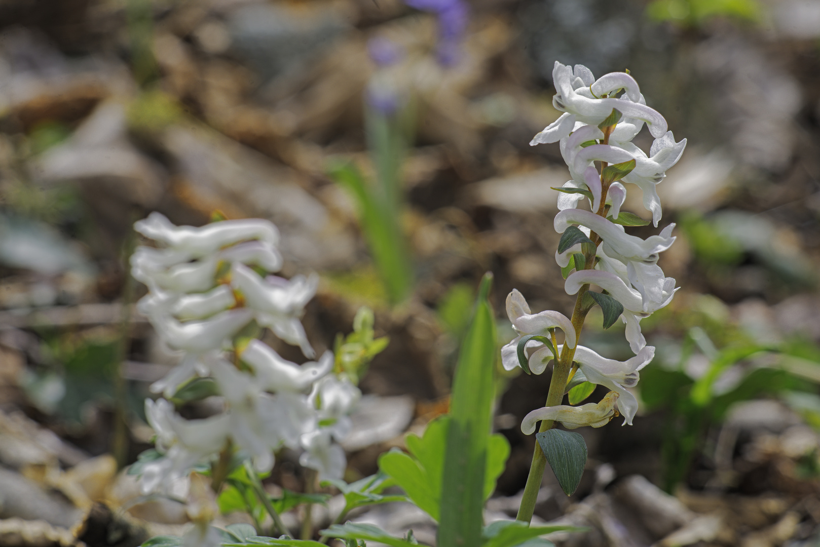 Zottelhose - Corydalis cava