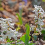 Zottelhose - Corydalis cava