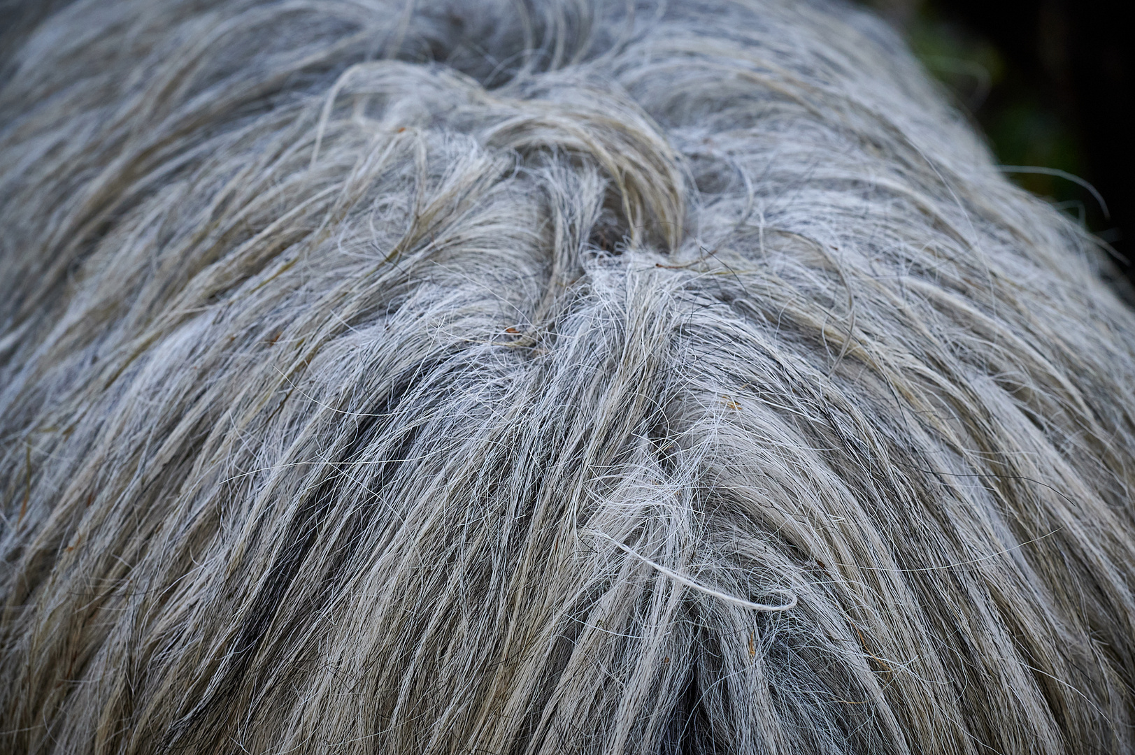 Zottelige Haarpracht