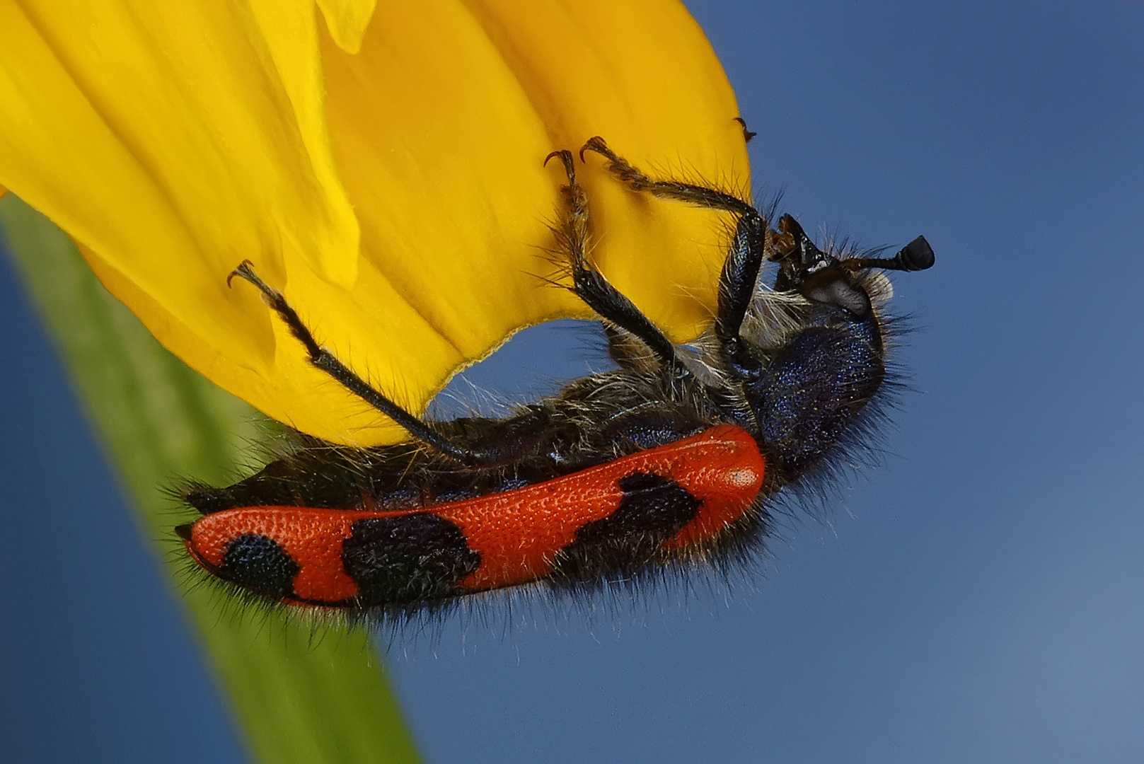 Zotteliger Bienenkäfer