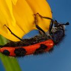 Zotteliger Bienenkäfer