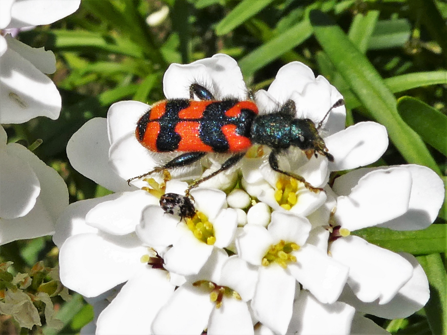 Zotteliger Bienenkäfer und Speckkäfer auf Schleifenblume