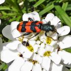 Zotteliger Bienenkäfer und Speckkäfer auf Schleifenblume