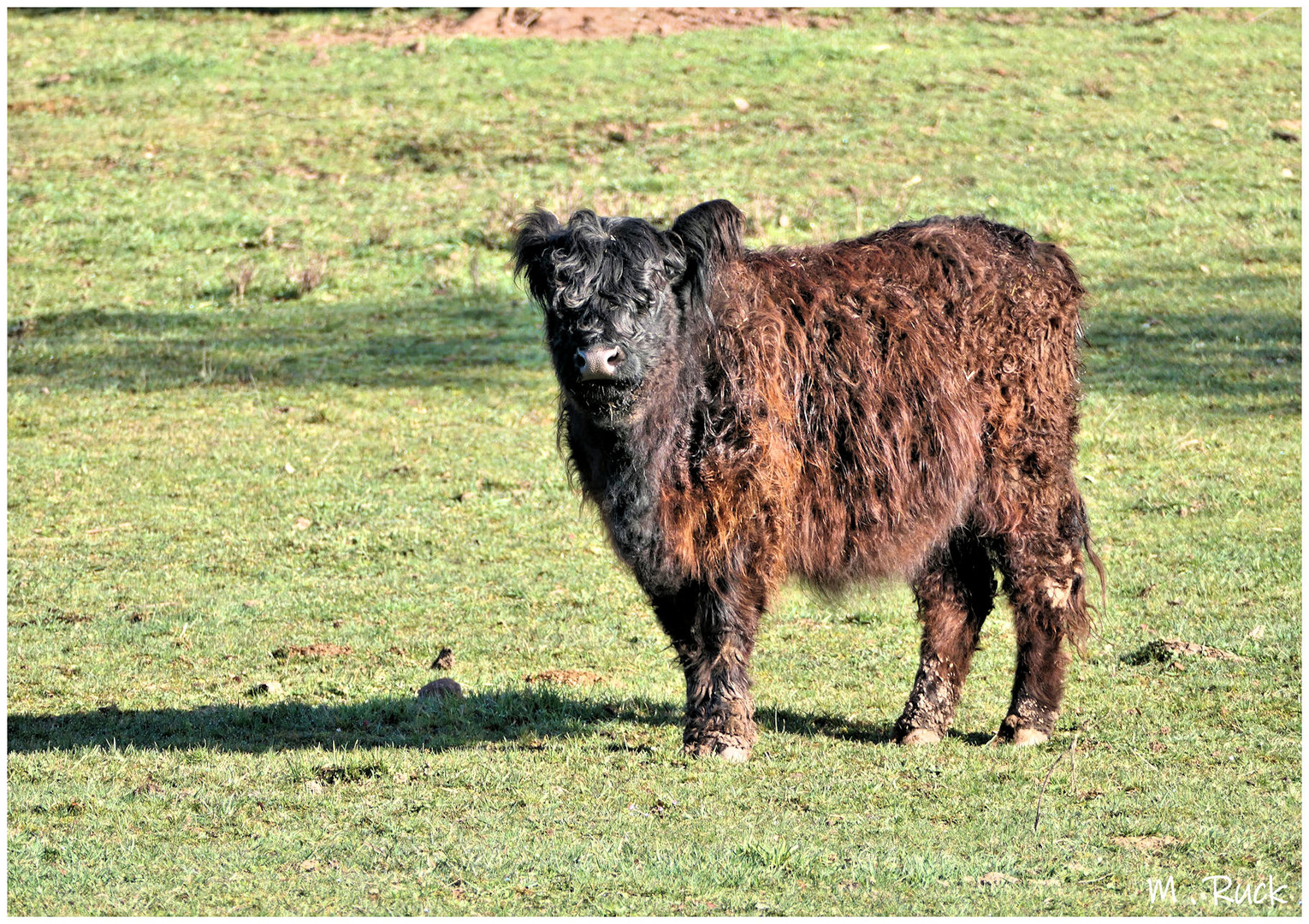 Zotteliges Rind auf der Weide ,