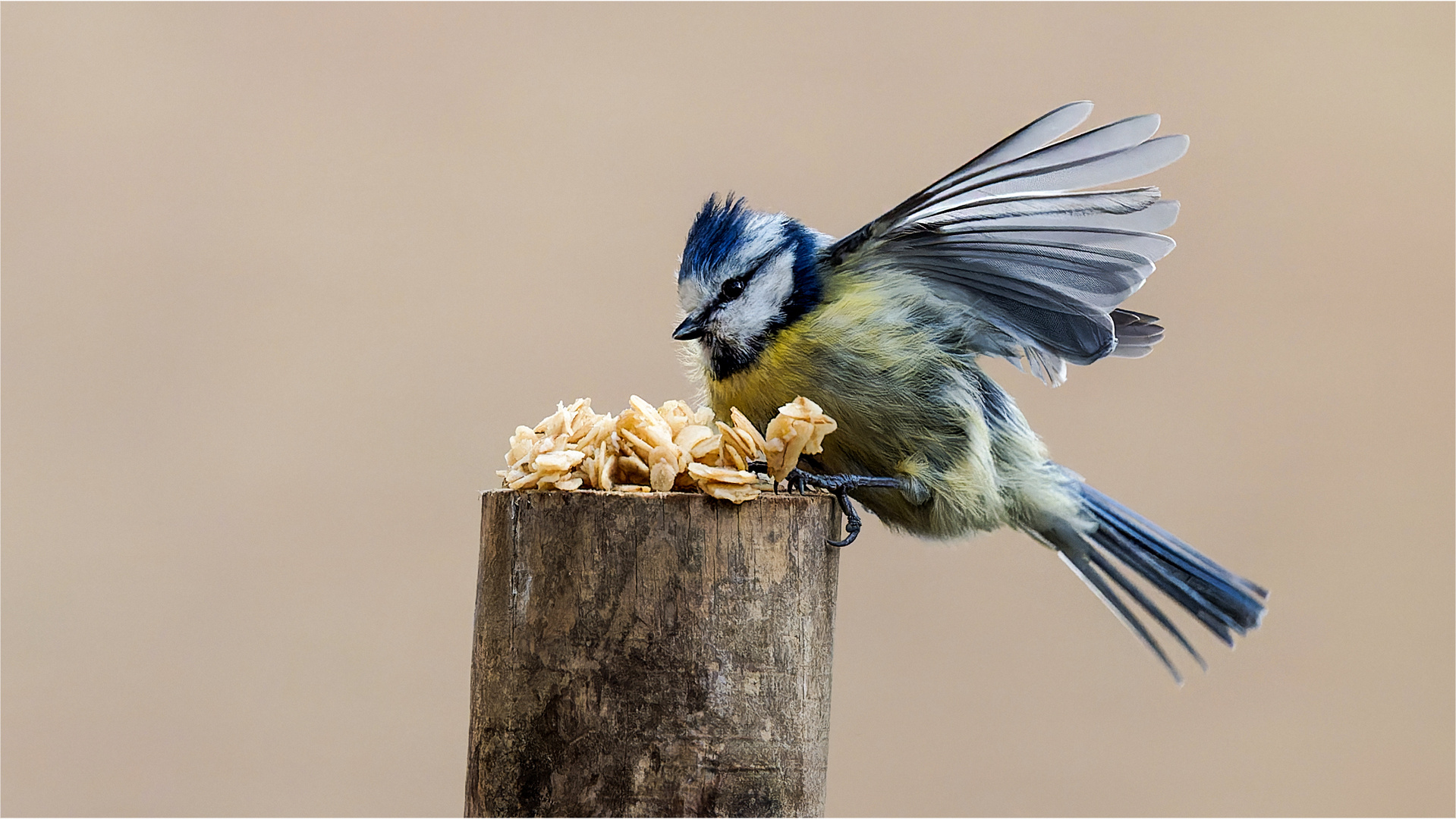 Zottelmeise im Landeanflug  .....