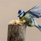 Zottelmeise im Landeanflug  .....