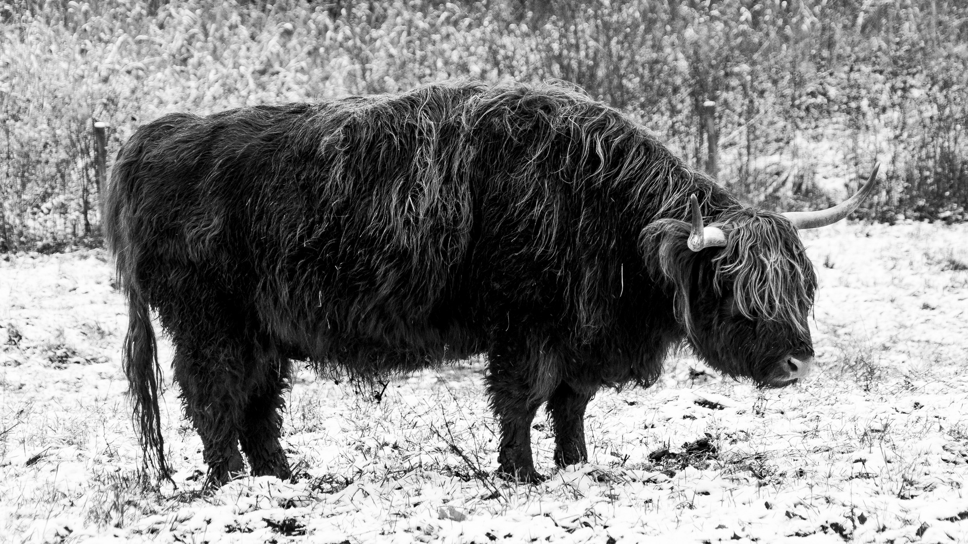 Zotteltier im Schnee