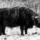 Zotteltier im Schnee