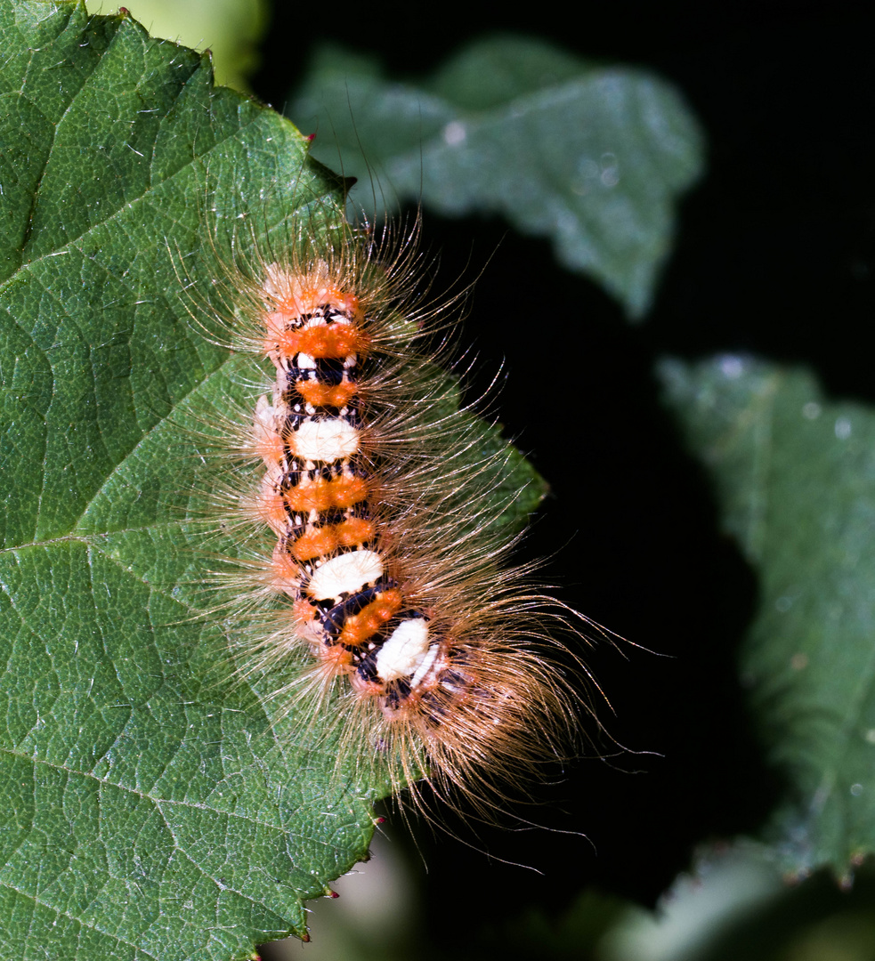 Zotteltier, Seladoneule (danke Peter Butterfly)