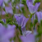 Zotten-Lein (Linum hirsutum)..