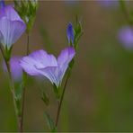 Zotten-Lein (Linum hirsutum). .