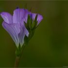 Zotten-Lein (Linum hirsutum). ....