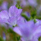 Zotten-Lein (Linum hirsutum)...