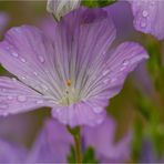 Zotten-Lein (Linum hirsutum).