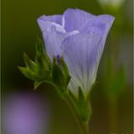 Zotten-Lein (Linum hirsutum). ...