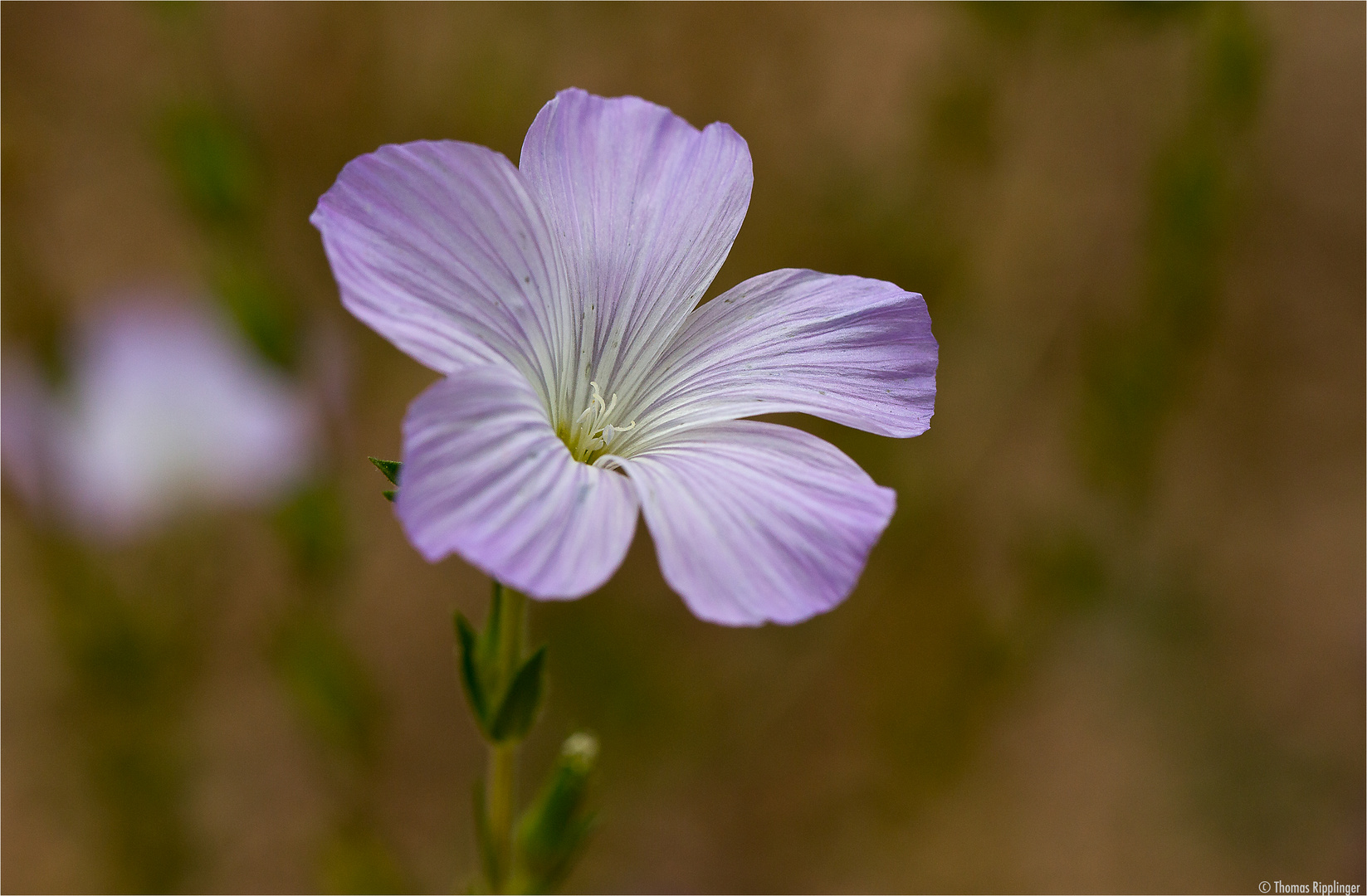 Zotten-Lein (Linum hirsutum)