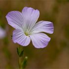 Zotten-Lein (Linum hirsutum)