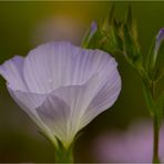 Zotten-Lein (Linum hirsutum). ..