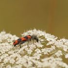 Zottige Bienenkäfer