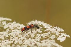 Zottige Bienenkäfer