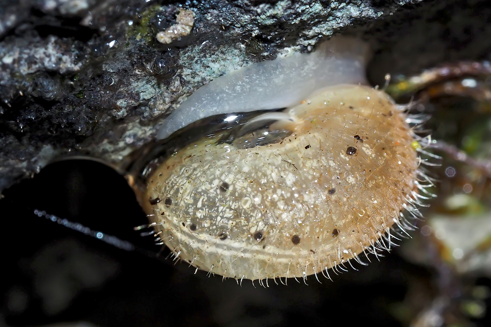 Zottige Haarschnecke (Trochulus villosus?) auf einem nassen Felsen in den Bergen ...