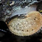 Zottige Haarschnecke (Trochulus villosus?) auf einem nassen Felsen in den Bergen ...