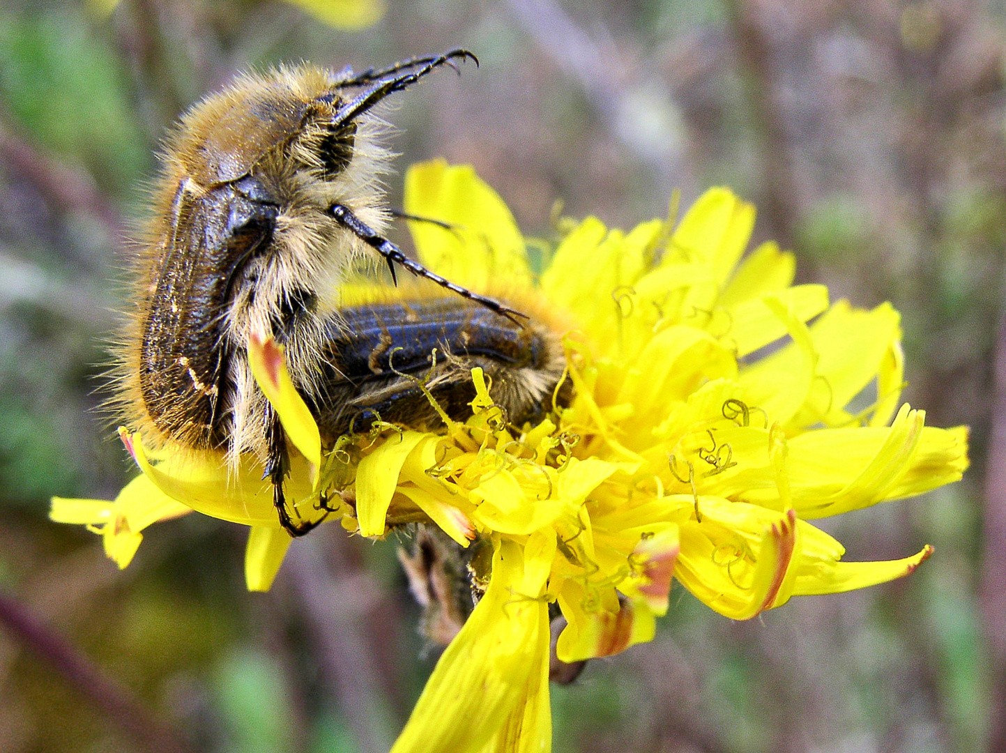 Zottige Rosenkäfer (Tropinota hirta) lieben gelbe Blüten und die Liebe.