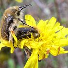 Zottige Rosenkäfer (Tropinota hirta) lieben gelbe Blüten und die Liebe.